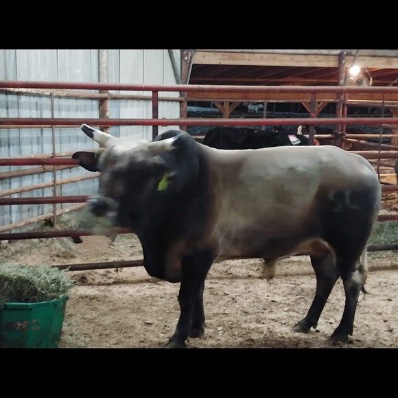 Meet your Posher, Joseph - Picture 1 of 1